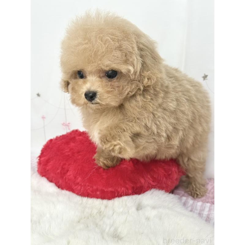 販売中の大阪府のティーカッププードル-443252の5枚目