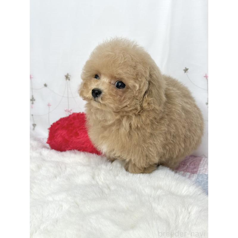 販売中の大阪府のティーカッププードル-443252の4枚目