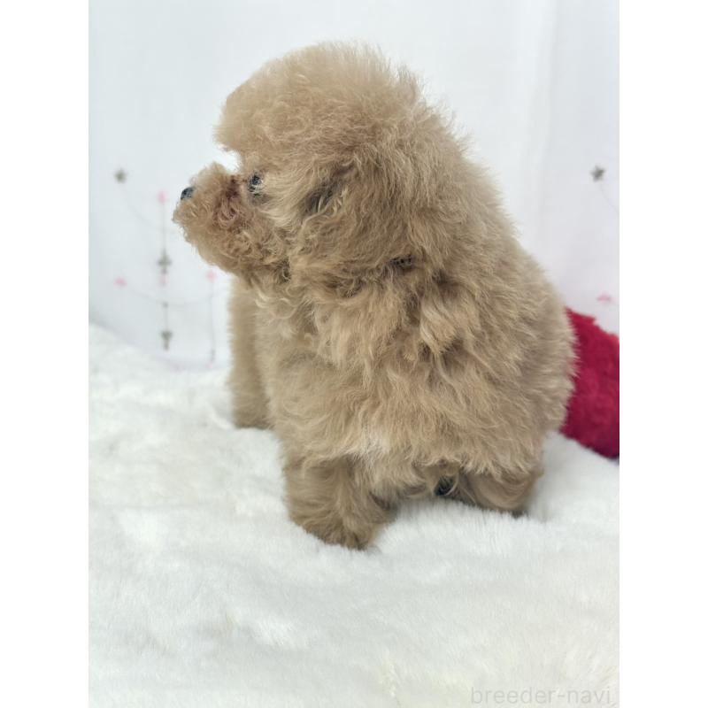 販売中の大阪府のティーカッププードル-443252の3枚目