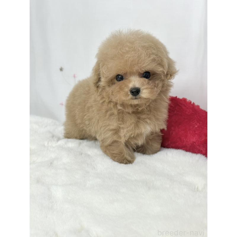 販売中の大阪府のティーカッププードル-443252の2枚目