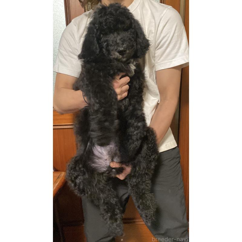 販売中の大阪府のゴールデンドゥードル:ゴールデンレトリーバー×プードル-436254の4枚目