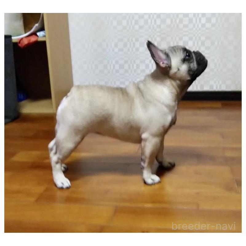 販売中の沖縄県のフレンチブルドッグ-443253の3枚目
