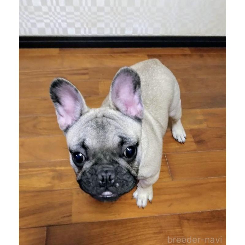 販売中の沖縄県のフレンチブルドッグ-443253