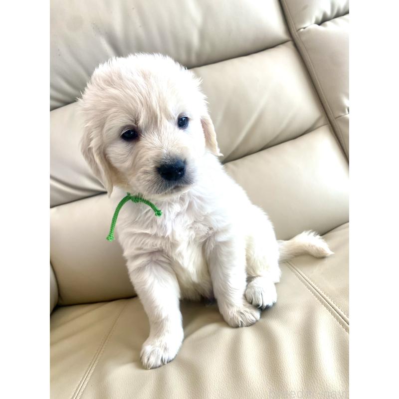 販売中の東京都のゴールデンレトリーバー-440376の56枚目