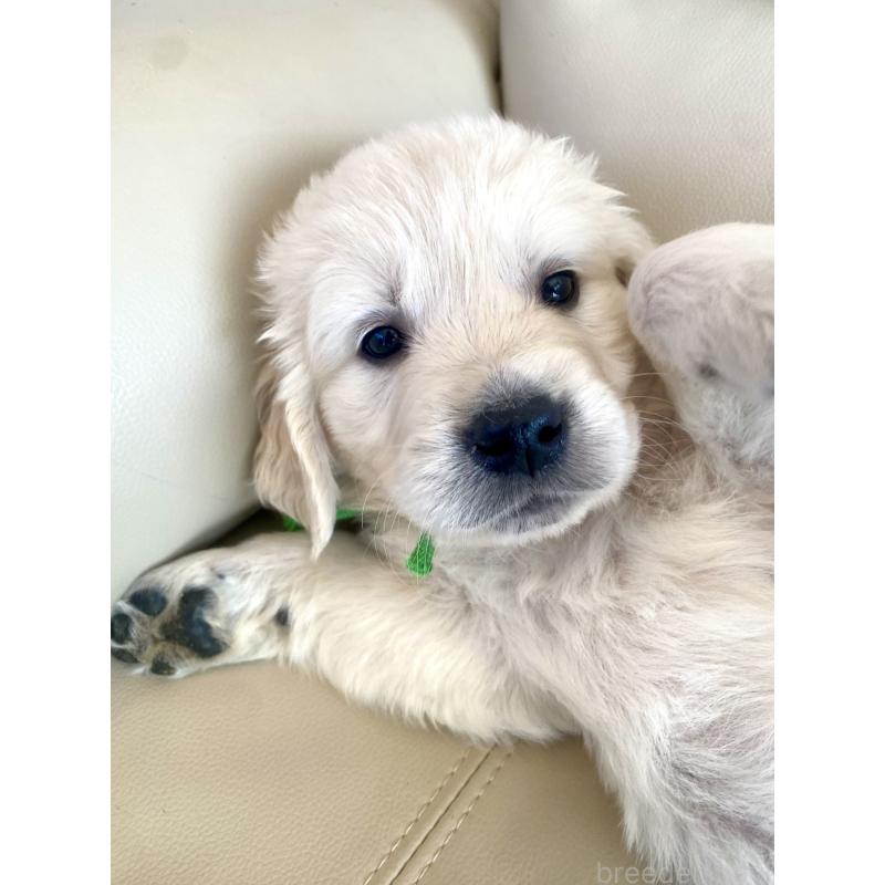 販売中の東京都のゴールデンレトリーバー-440376の55枚目