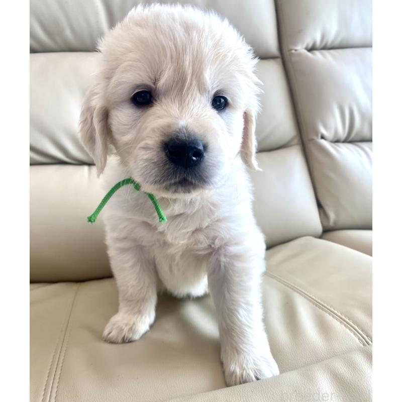 販売中の東京都のゴールデンレトリーバー-440376