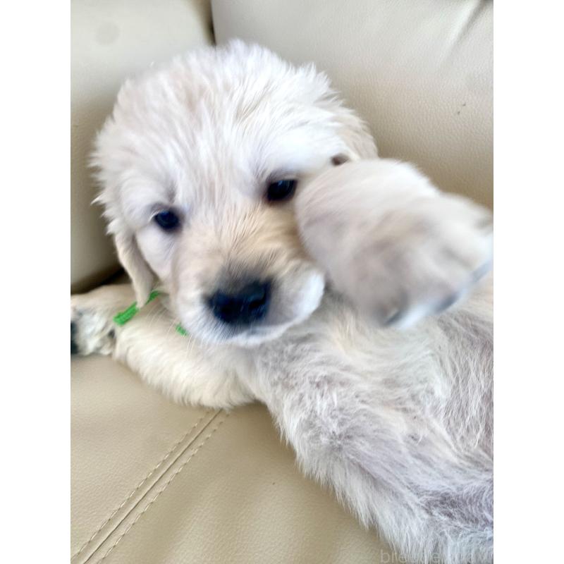 販売中の東京都のゴールデンレトリーバー-440376の52枚目