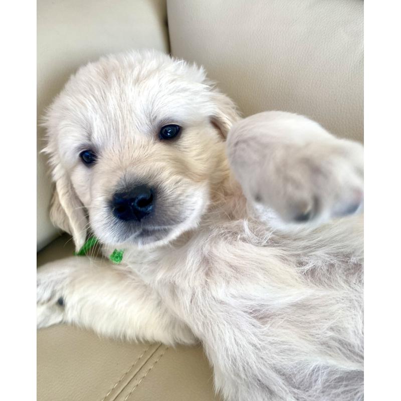 販売中の東京都のゴールデンレトリーバー-440376の51枚目