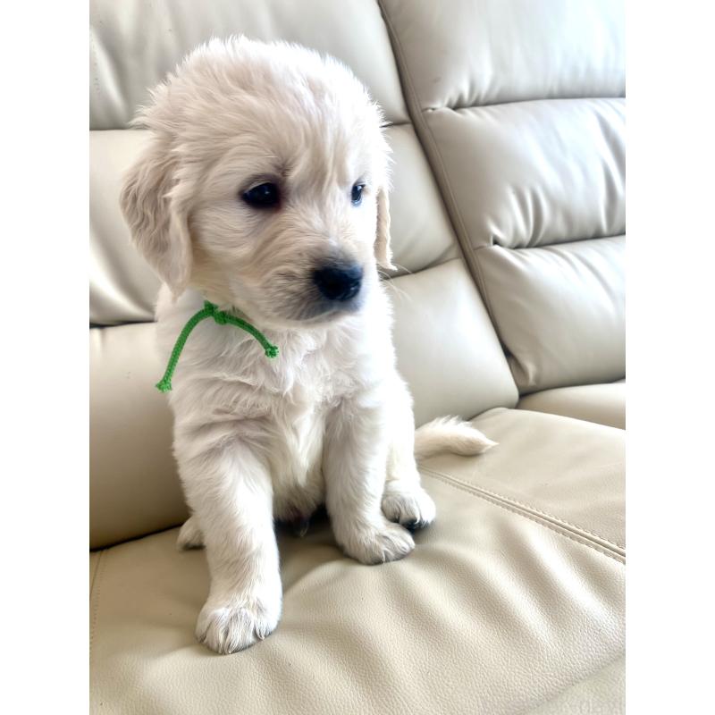 販売中の東京都のゴールデンレトリーバー-440376の50枚目