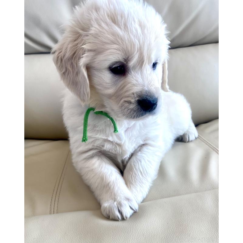 販売中の東京都のゴールデンレトリーバー-440376の49枚目