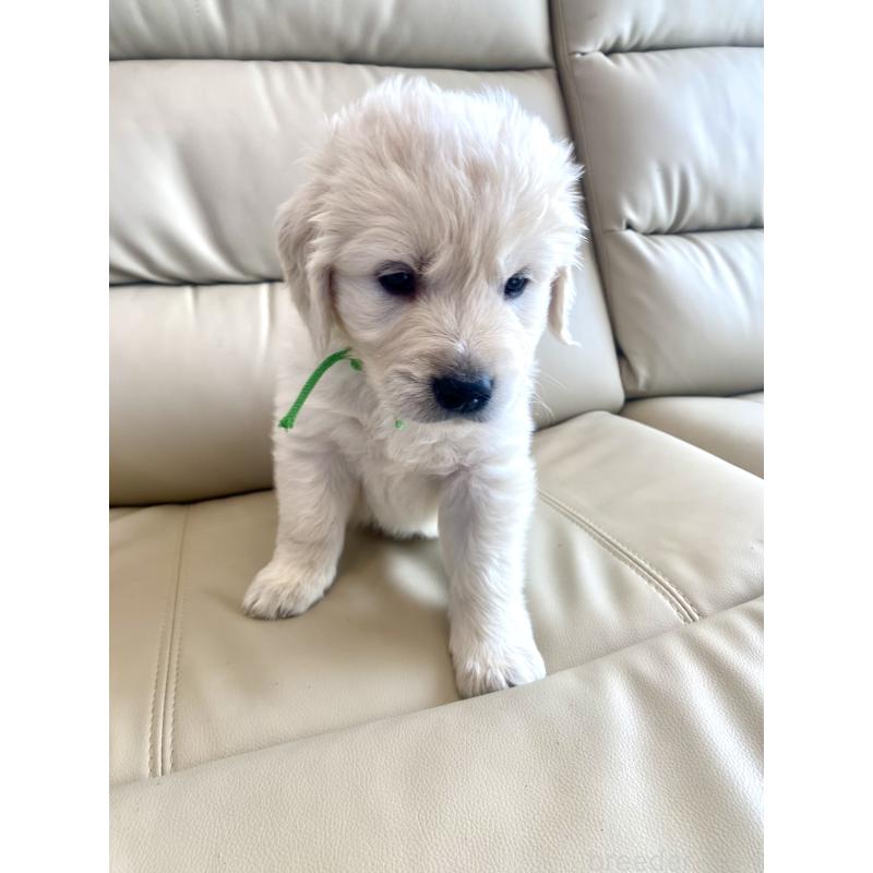 販売中の東京都のゴールデンレトリーバー-440376の48枚目