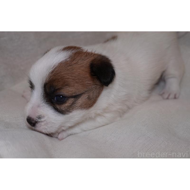 販売中の愛知県のジャックラッセルテリア-443254の2枚目