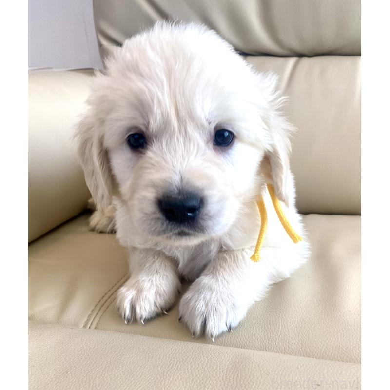 販売中の東京都のゴールデンレトリーバー-440373