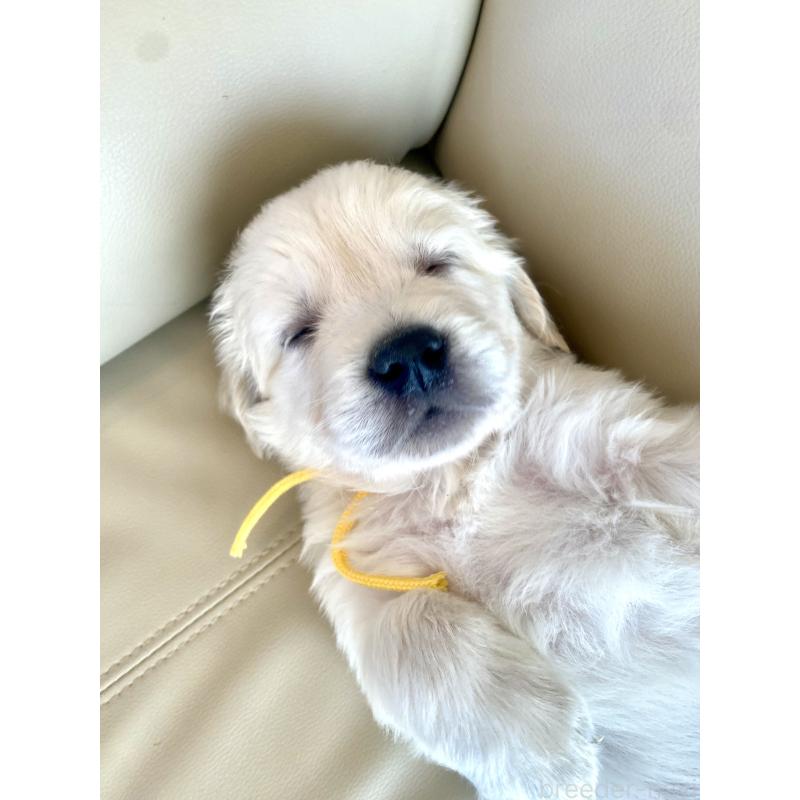 販売中の東京都のゴールデンレトリーバー-440373の52枚目