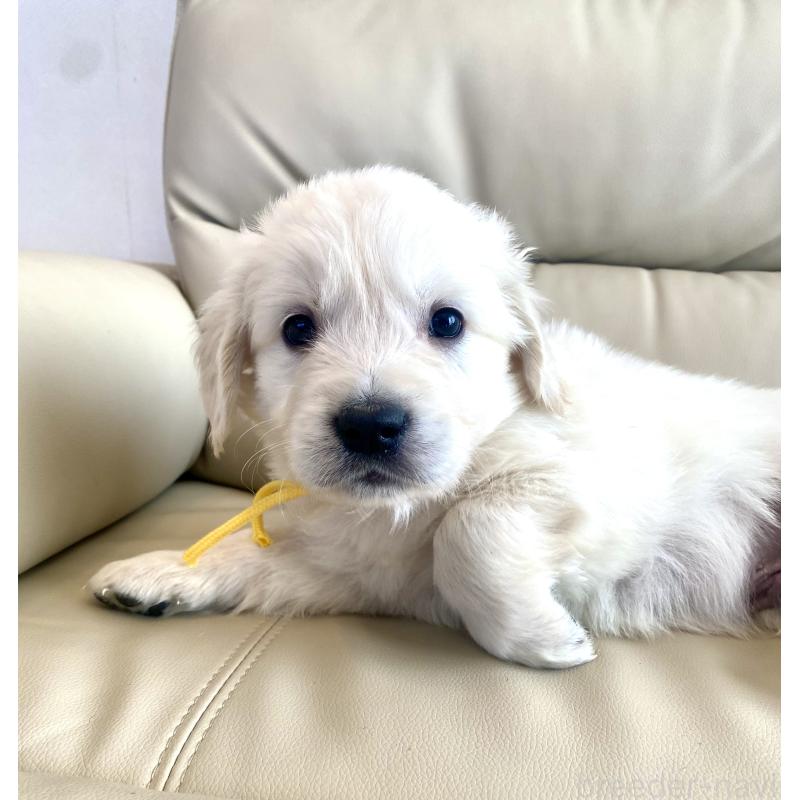 販売中の東京都のゴールデンレトリーバー-440373の51枚目