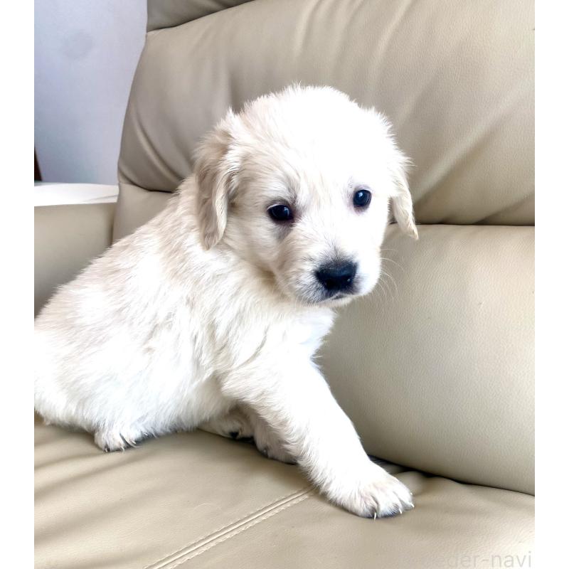 販売中の東京都のゴールデンレトリーバー-440373の49枚目