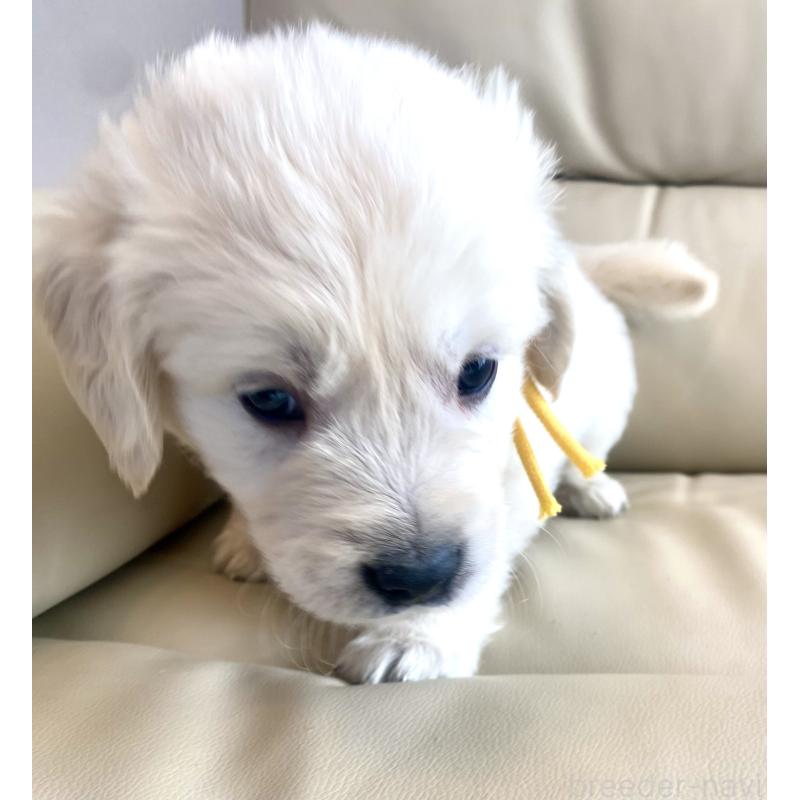 販売中の東京都のゴールデンレトリーバー-440373の48枚目