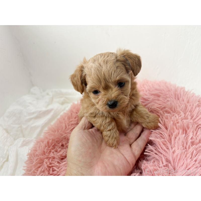 成約済の大阪府のチワプー:チワワ×トイプードル-439298の2枚目