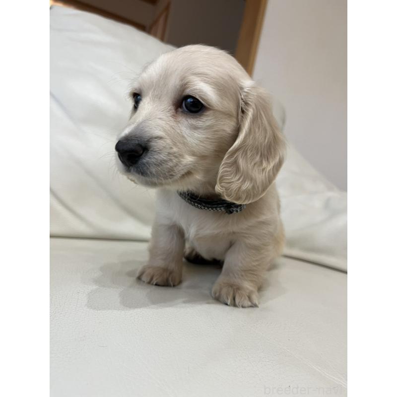 販売中の群馬県のミニチュアダックスフンド(ロングヘアード)-440339の6枚目