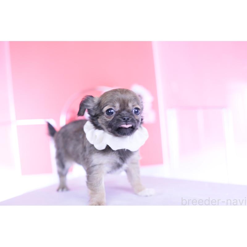 販売中の愛知県のチワワ(ロングコート)-437869の9枚目