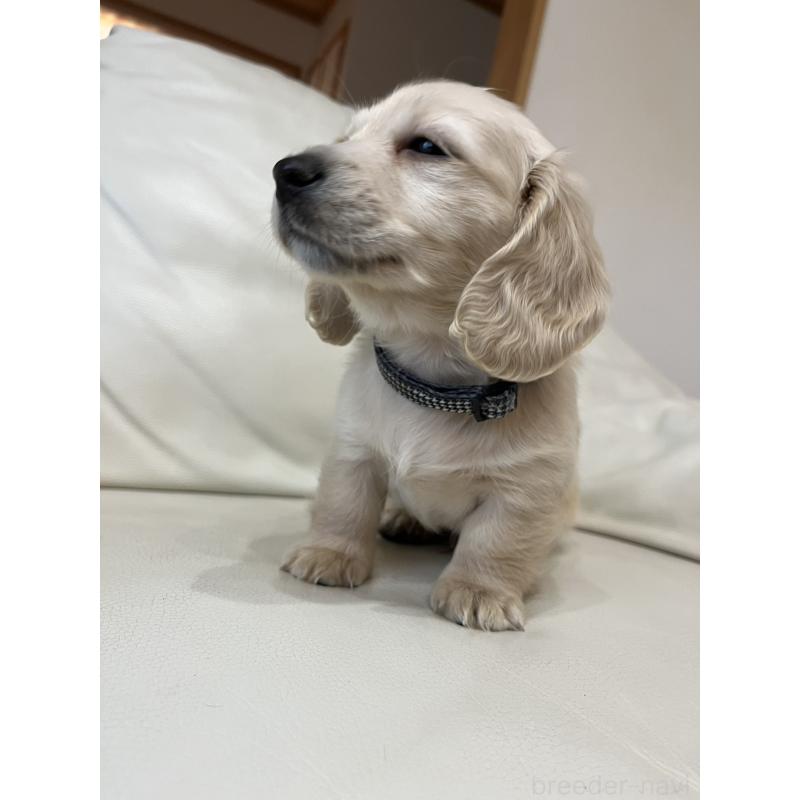 販売中の群馬県のミニチュアダックスフンド(ロングヘアード)-440339の5枚目