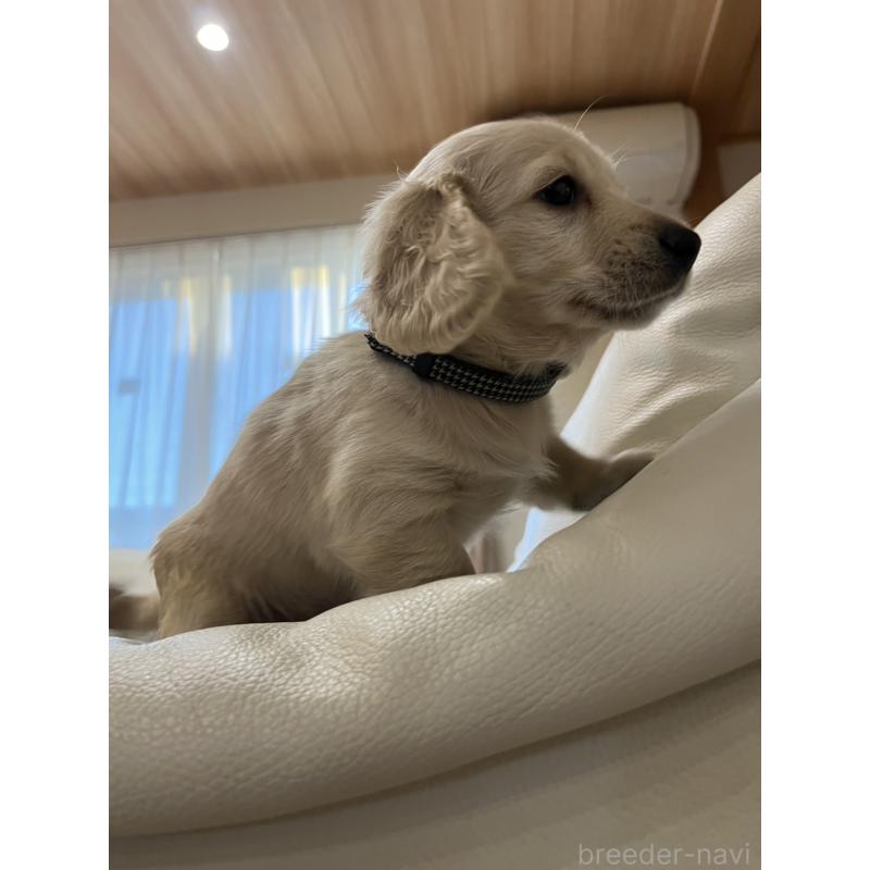 販売中の群馬県のミニチュアダックスフンド(ロングヘアード)-440339の4枚目