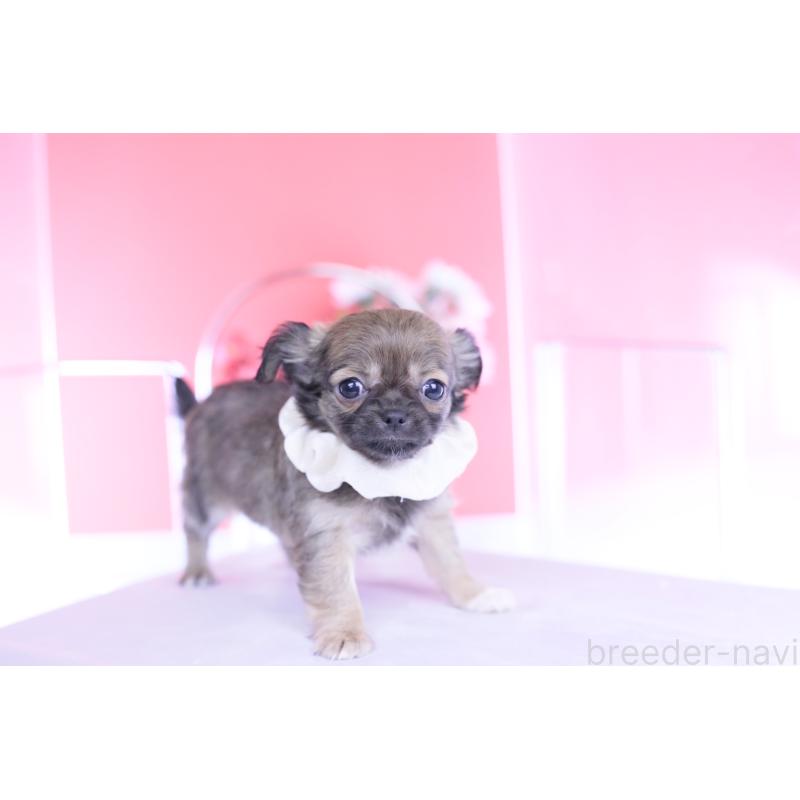 販売中の愛知県のチワワ(ロングコート)-437869の7枚目