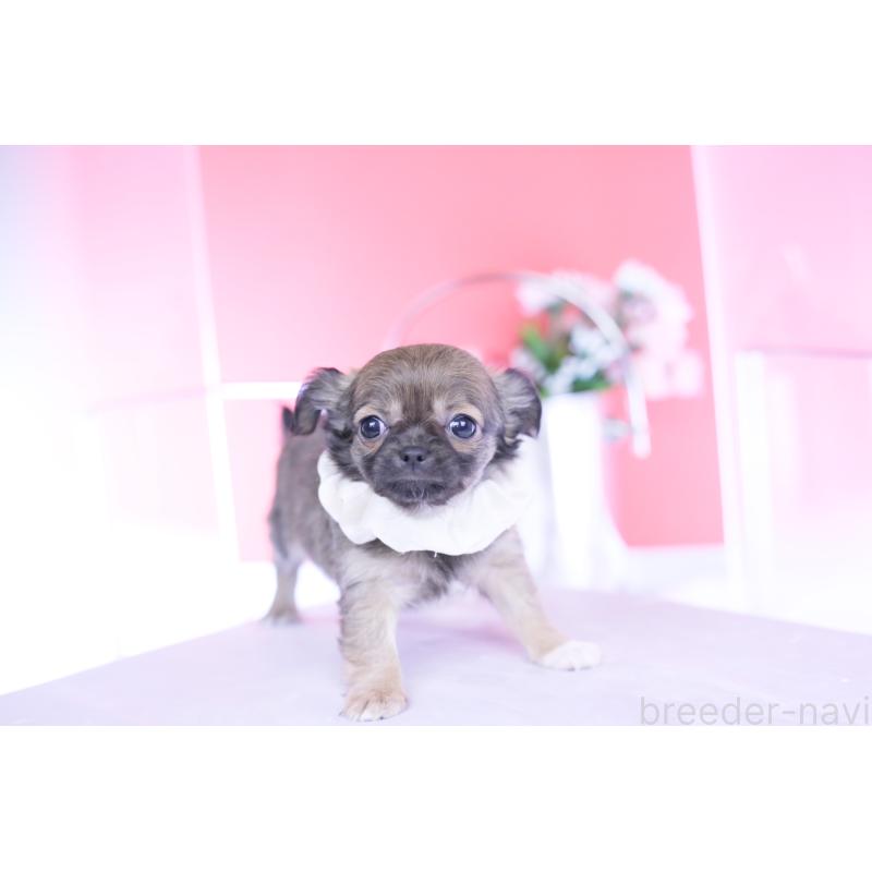 販売中の愛知県のチワワ(ロングコート)-437869の6枚目