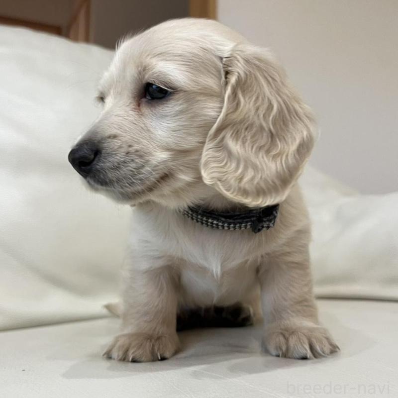 販売中の群馬県のミニチュアダックスフンド(ロングヘアード)-440339の3枚目