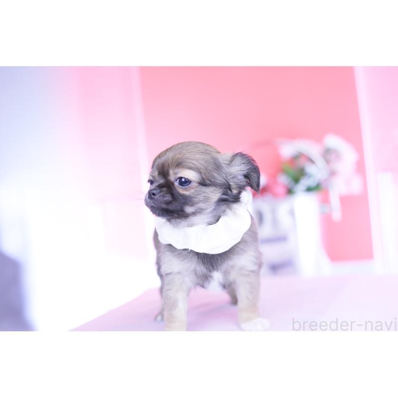 販売中の愛知県のチワワ(ロングコート)-437869の5枚目