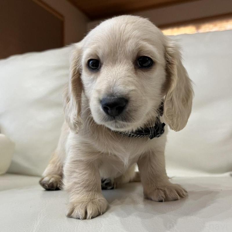 販売中の群馬県のミニチュアダックスフンド(ロングヘアード)-440339の2枚目