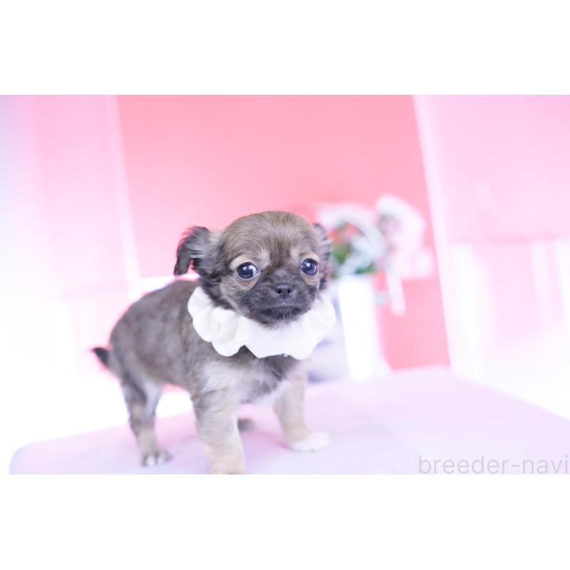 販売中の愛知県のチワワ(ロングコート)-437869の4枚目