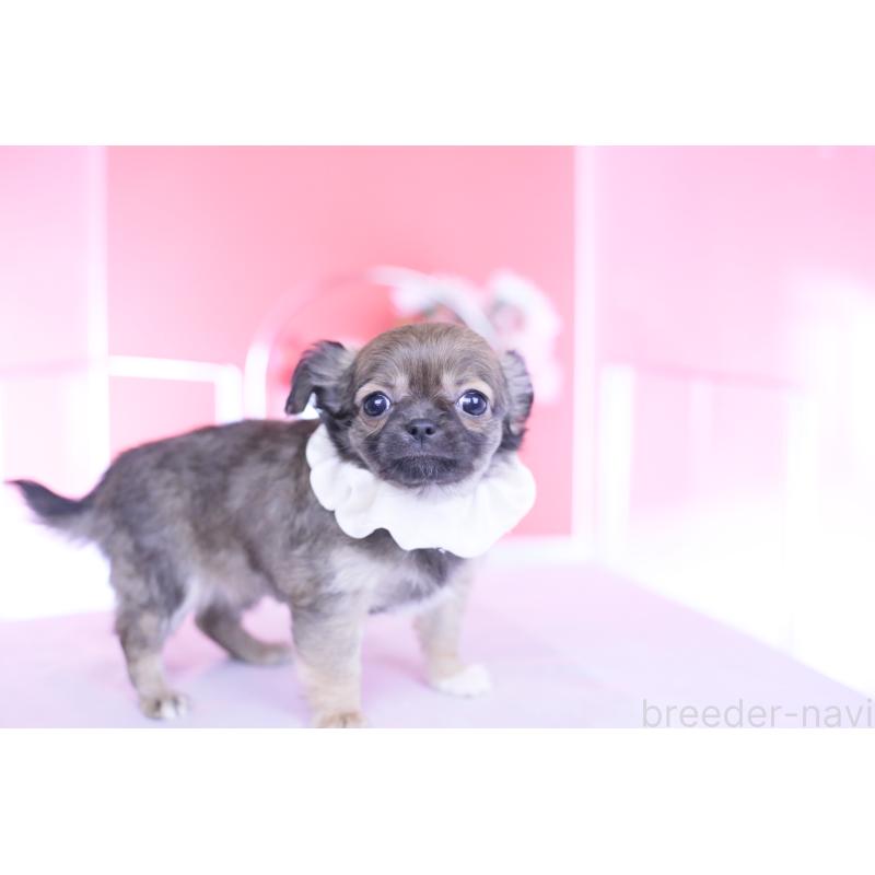 販売中の愛知県のチワワ(ロングコート)-437869の3枚目