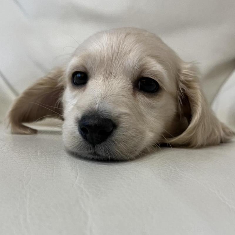 販売中ののミニチュアダックスフンド(ロングヘアード)-440339