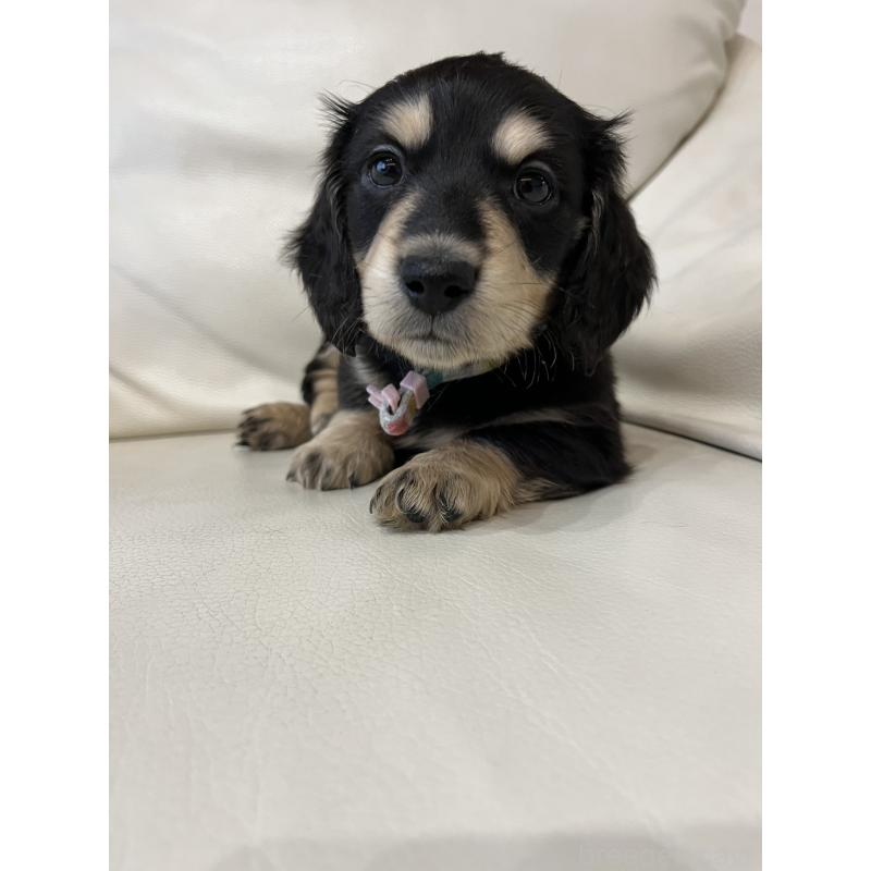 販売中の群馬県のミニチュアダックスフンド(ロングヘアード)-440341の8枚目