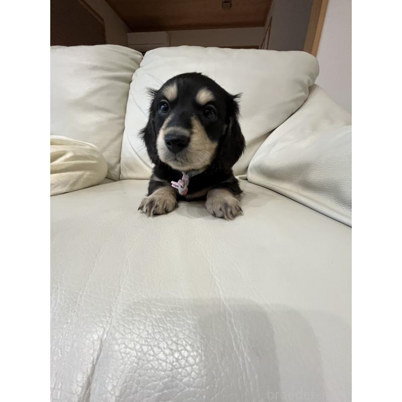 販売中の群馬県のミニチュアダックスフンド(ロングヘアード)-440341の7枚目