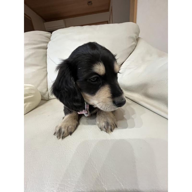 販売中の群馬県のミニチュアダックスフンド(ロングヘアード)-440341の5枚目