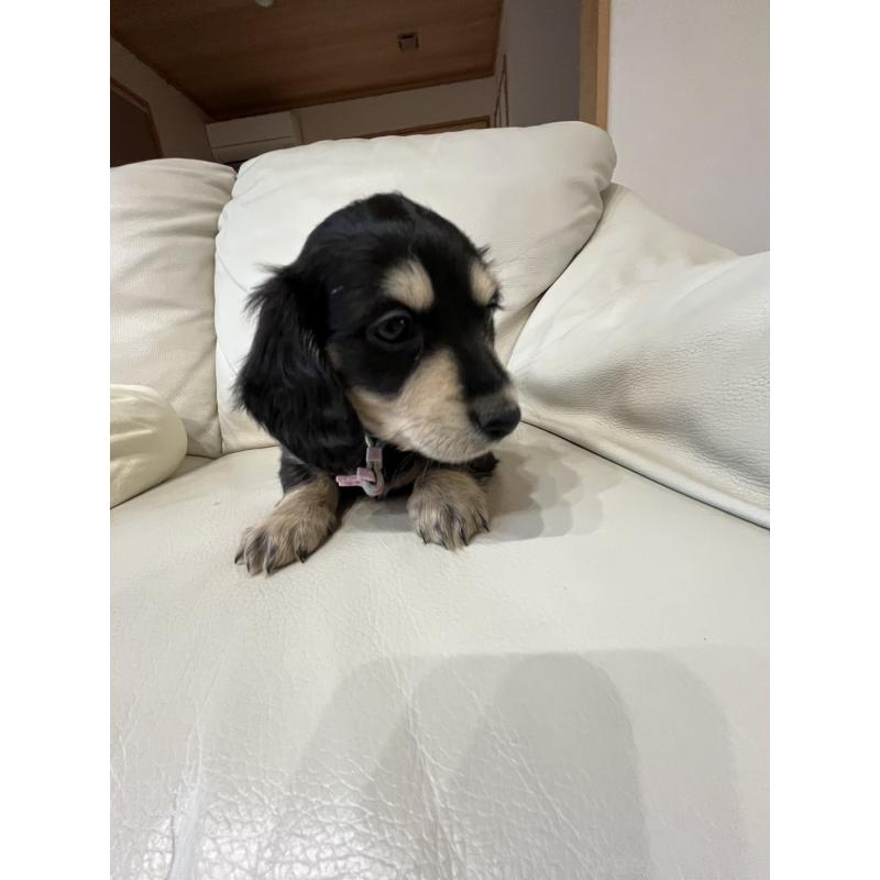 販売中の群馬県のミニチュアダックスフンド(ロングヘアード)-440341の4枚目