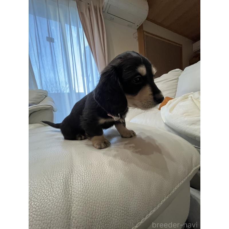 販売中の群馬県のミニチュアダックスフンド(ロングヘアード)-440341の3枚目