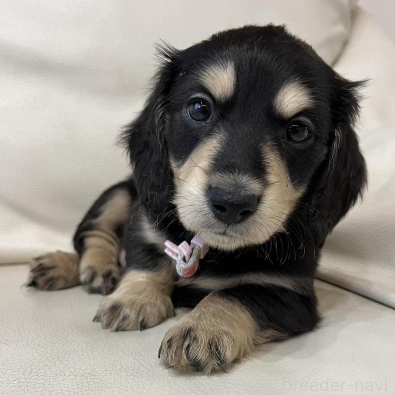 販売中の群馬県のミニチュアダックスフンド(ロングヘアード)-440341