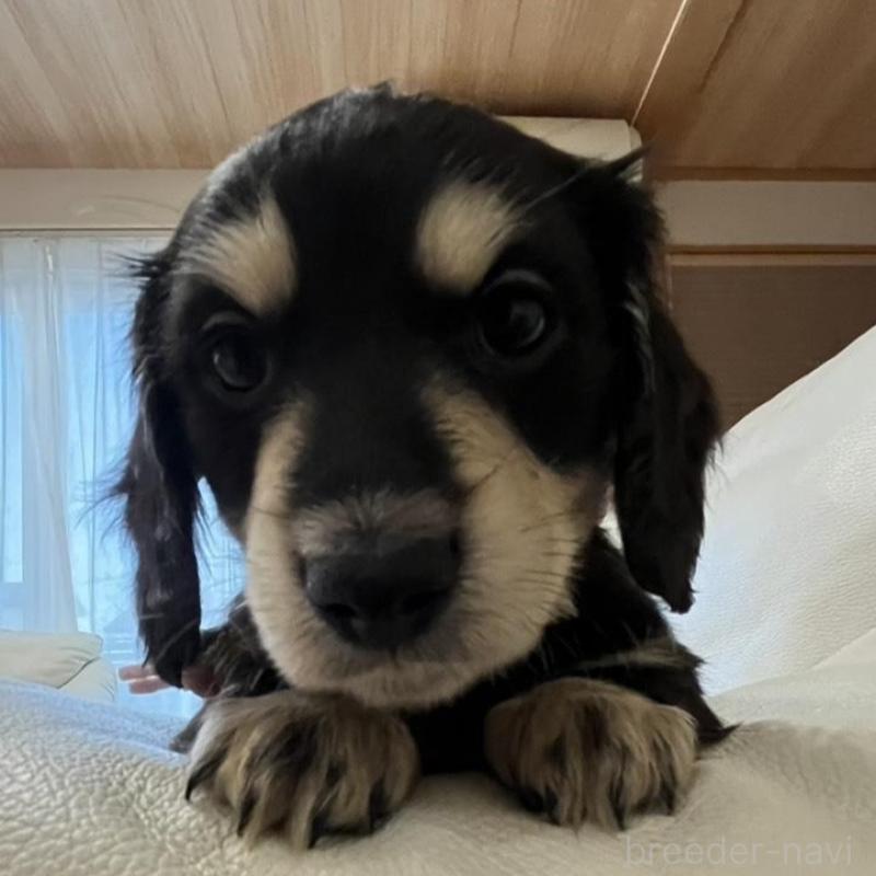 販売中の群馬県のミニチュアダックスフンド(ロングヘアード)-440341の2枚目