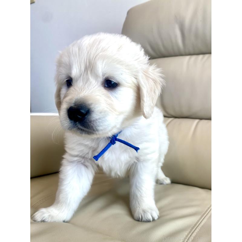 販売中の東京都のゴールデンレトリーバー-440367の62枚目