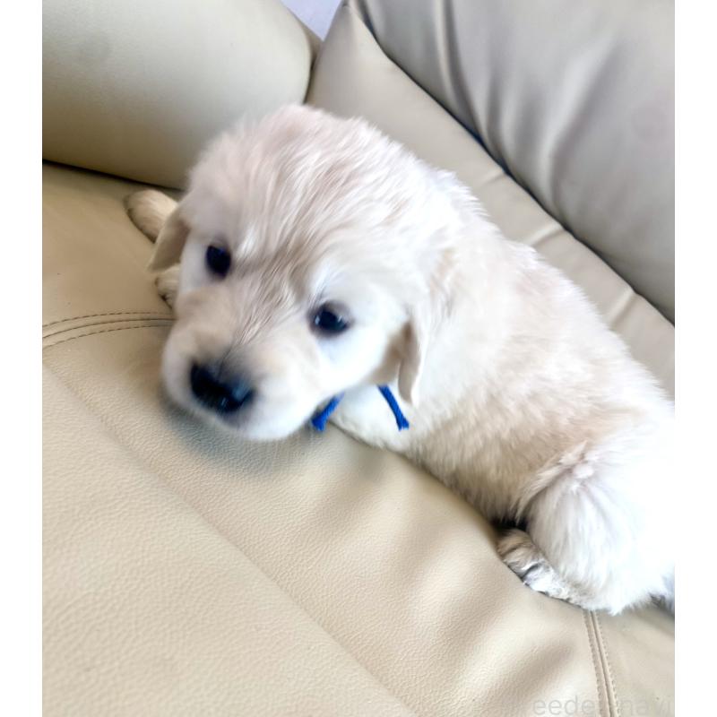 販売中の東京都のゴールデンレトリーバー-440367の61枚目