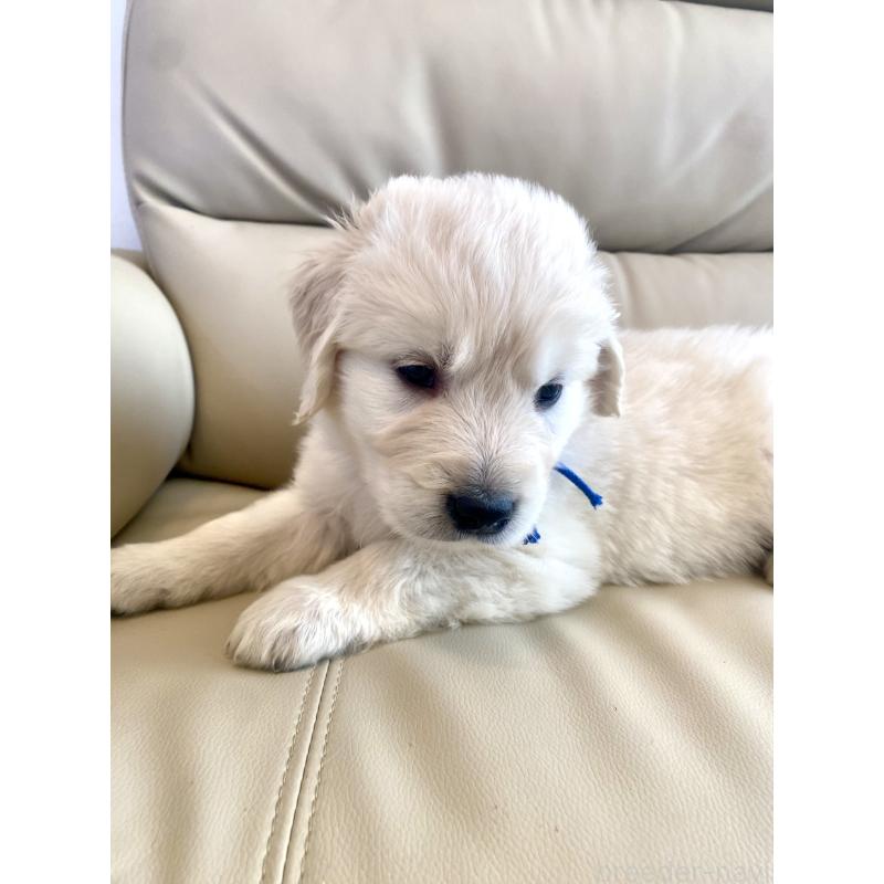 販売中の東京都のゴールデンレトリーバー-440367の59枚目