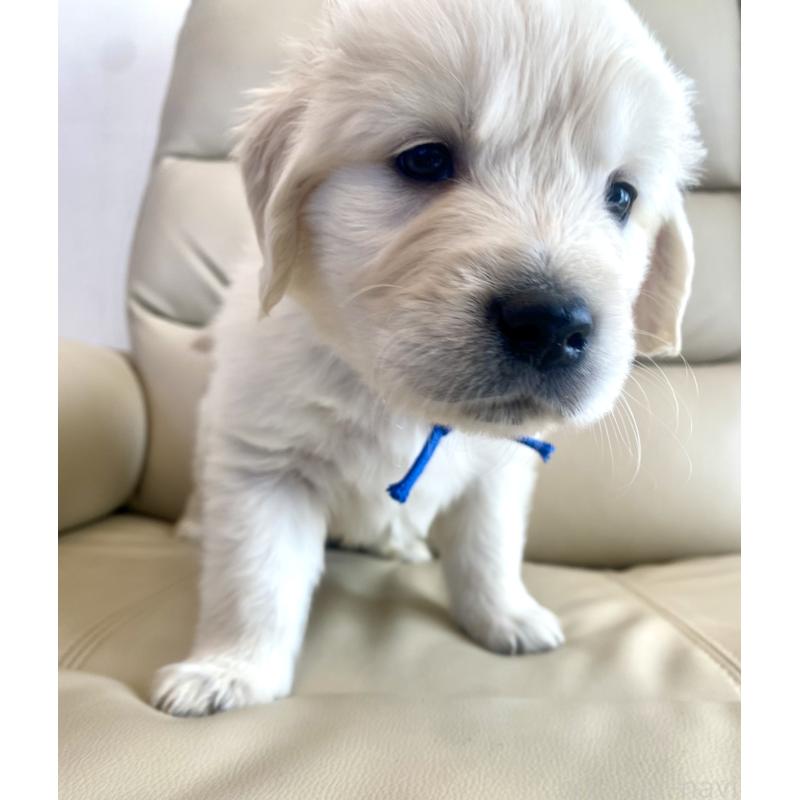 販売中の東京都のゴールデンレトリーバー-440367の57枚目