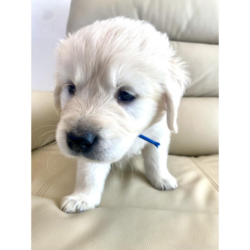 販売中の東京都のゴールデンレトリーバー-440367の56枚目