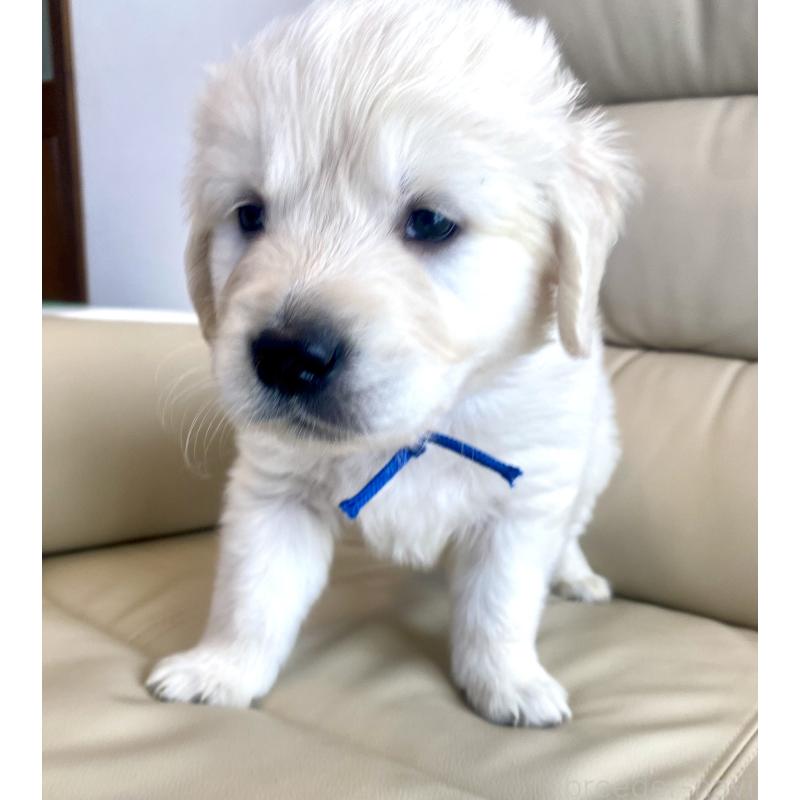 販売中の東京都のゴールデンレトリーバー-440367の55枚目