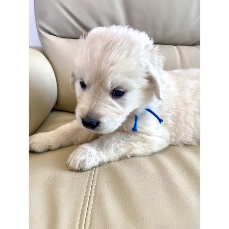 販売中の東京都のゴールデンレトリーバー-440367の54枚目