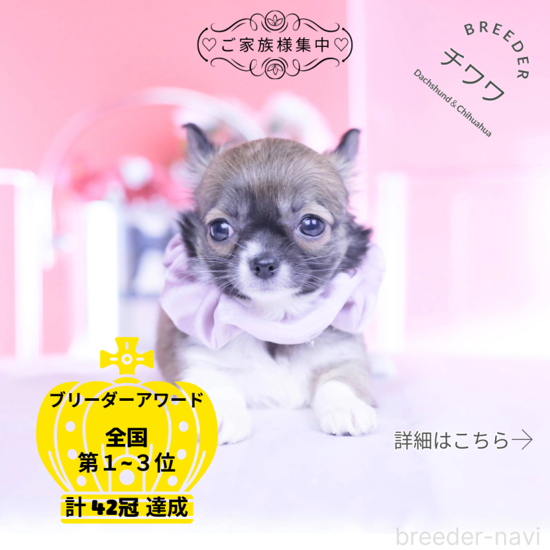 販売中の愛知県のチワワ(ロングコート)-437871