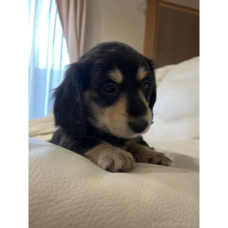 販売中の群馬県のミニチュアダックスフンド(ロングヘアード)-440345の3枚目